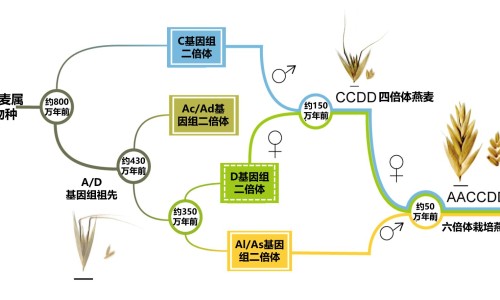卡其拉属于哪国品牌-卡其拉是哪个国家、卡其拉食品有限公司 -卡其拉婴儿用品价格网